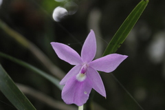 Dimerandra emarginata