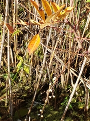 Toxicodendron vernix