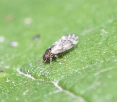 Pachypsylla