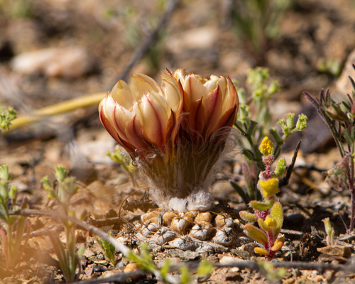 Eriosyce glabrescens