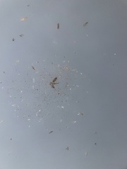 Oniscidea