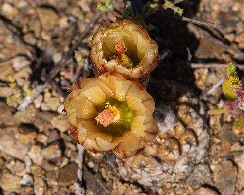 Eriosyce glabrescens