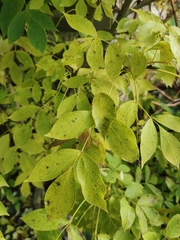 Staphylea pinnata