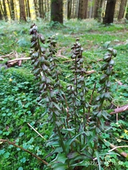 Epipactis purpurata