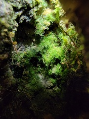 Crepidomanes intricatum