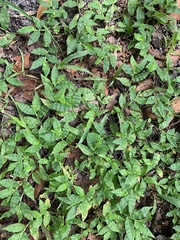 Oplismenus hirtellus