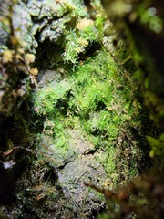 Crepidomanes intricatum