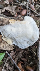 Trametes orientalis