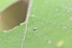 Pachypsylla