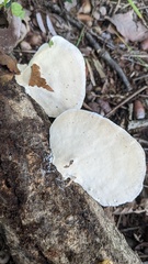 Trametes orientalis