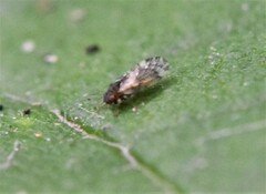Pachypsylla
