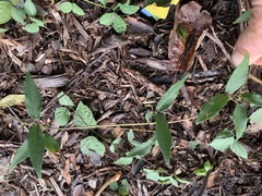 Bignonia capreolata