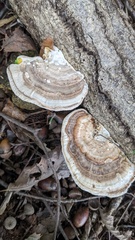 Trametes orientalis