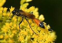 Ammophila placida