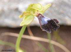 Ophrys atlantica image