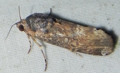 Magusa divaricata