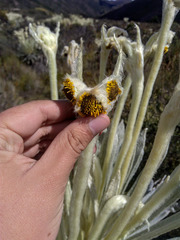 Espeletia arbelaezii