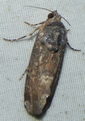 Magusa divaricata