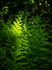 Poa saltuensis