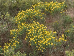 Oedera fruticosa
