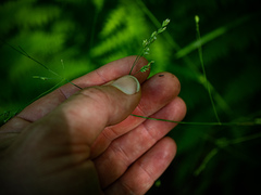 Poa saltuensis