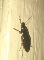 Notiobia terminata