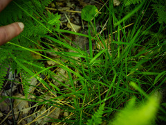 Poa saltuensis