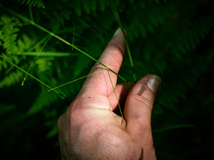 Poa saltuensis