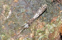 Meinertellidae