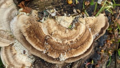 Trametes orientalis