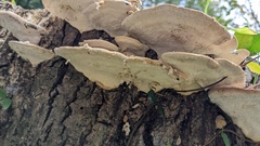 Trametes orientalis