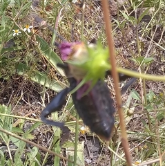 Acanthocephala femorata