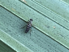Therevidae