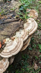 Trametes orientalis