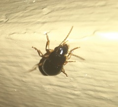 Notiobia terminata