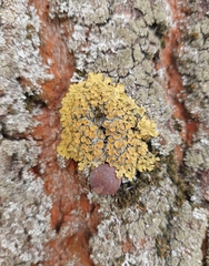 Xanthoria parietina