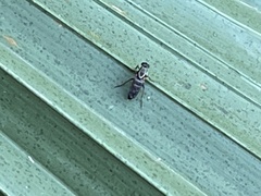 Therevidae