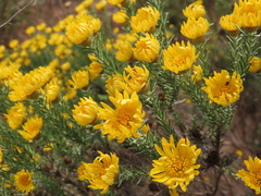 Oedera fruticosa