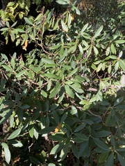 Rhododendron