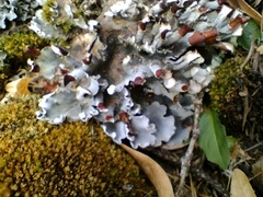 Peltigera polydactylon