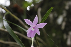 Dimerandra emarginata