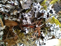 Peltigera polydactylon