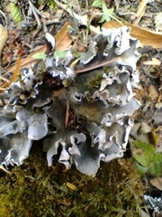 Peltigera polydactylon