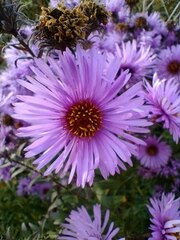 Symphyotrichum novae-angliae