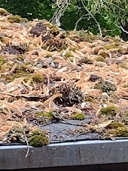 Peltigera polydactylon