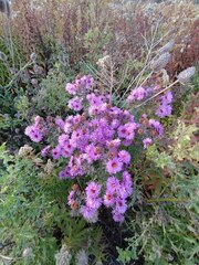 Symphyotrichum novae-angliae