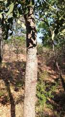 Cussonia transvaalensis