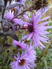 Symphyotrichum novae-angliae