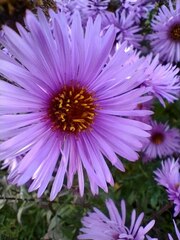 Symphyotrichum novae-angliae