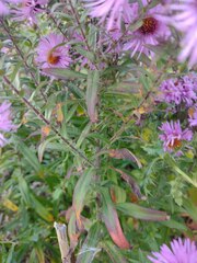 Symphyotrichum novae-angliae